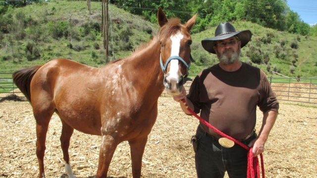 Goldrush Horserides – slide photo – Brown horse with cowboy